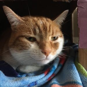 Meet your Posher, Benji